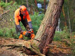 Best Tree Disease Treatment  in East Lansdowne, PA
