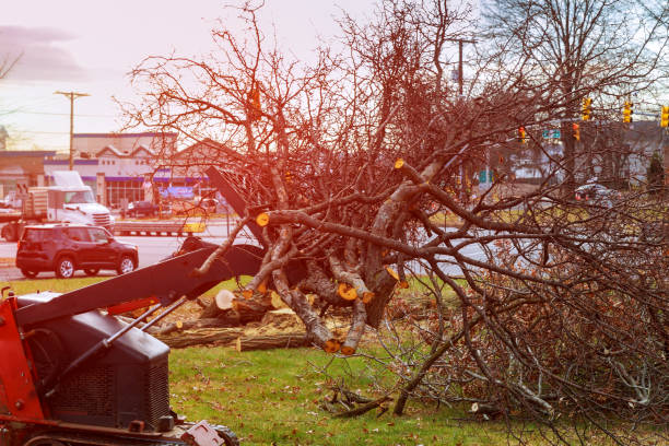 Best Hazardous Tree Removal  in East Lansdowne, PA