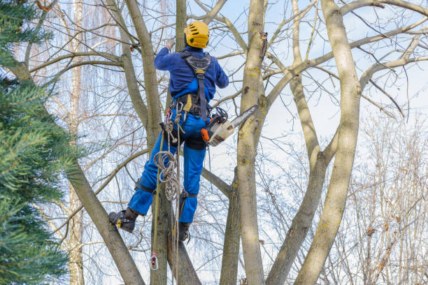 How Our Tree Care Process Works  in  East Lansdowne, PA