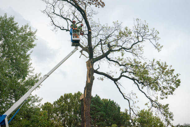  East Lansdowne, PA Tree Care Pros