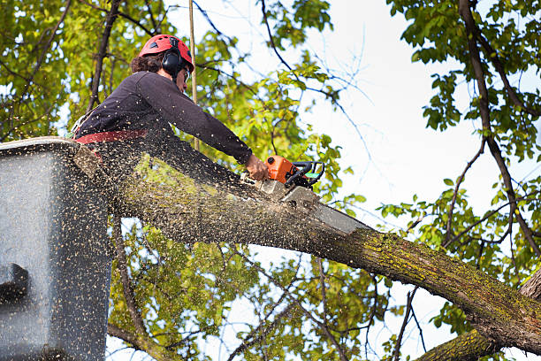 Best Tree Maintenance Programs  in East Lansdowne, PA