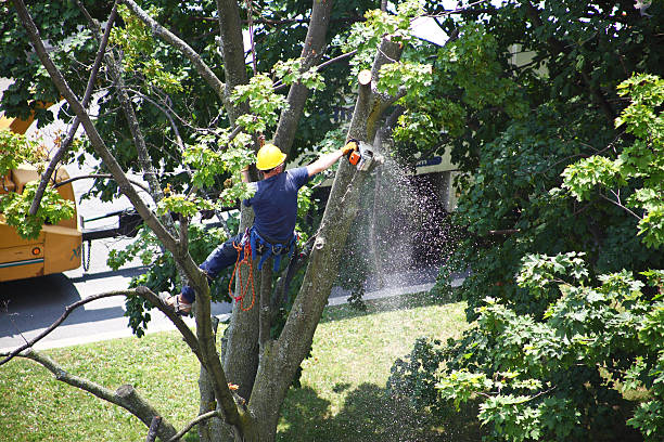 Best Commercial Tree Services  in East Lansdowne, PA