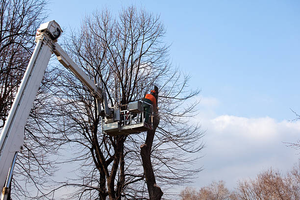 Best Tree Trimming and Pruning  in East Lansdowne, PA