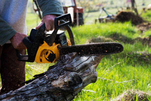 Best Pest Control for Lawns  in East Lansdowne, PA