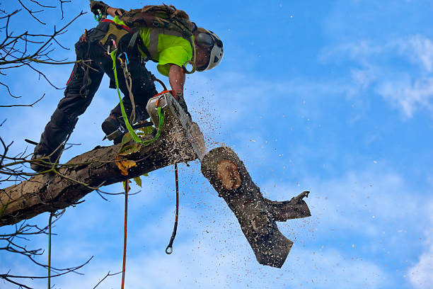 Leaf Removal in East Lansdowne, PA