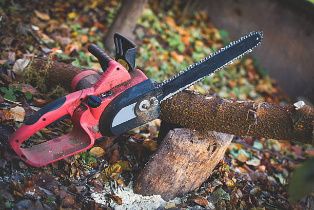Best Tree Removal  in East Lansdowne, PA