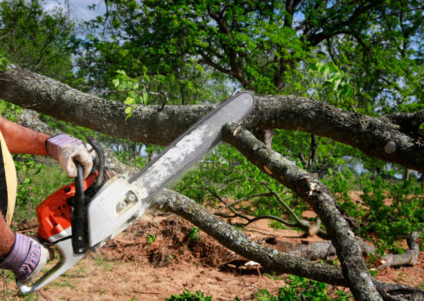 East Lansdowne, PA Tree Care Company